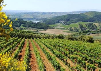 Cantina Benvenuto