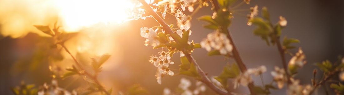 frühlingsselektion, weine für den frühling